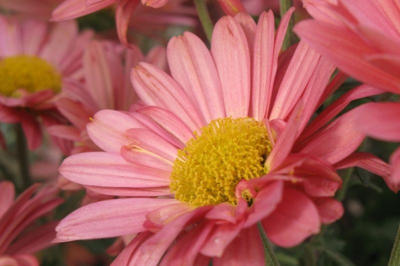 Chrysanthemum-Mammoth Coral Daisy 1C
