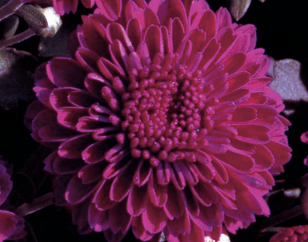 Chrysanthemum-Igloo Cool 3C