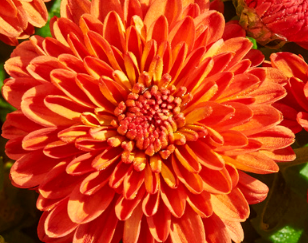 Chrysanthemum-Igloo Harvest 3C