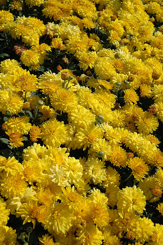 Chrysanthemum-Igloo Sunny 3C