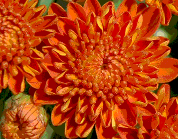 Chrysanthemum-Igloo Autumn Spice 3C