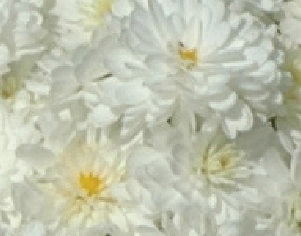 Chrysanthemum-Igloo Frosty 3C