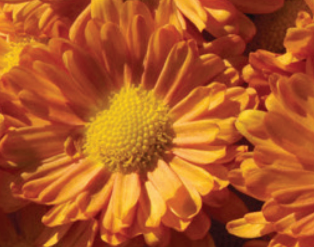 Chrysanthemum-Igloo Pumpkin 3C
