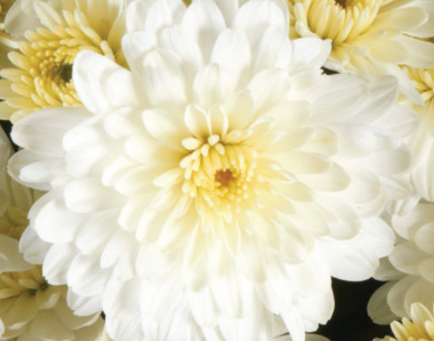 Chrysanthemum-Igloo Snowy 3C