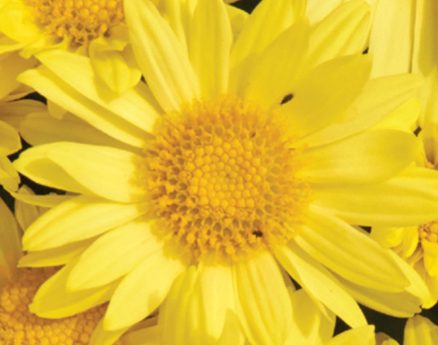 Chrysanthemum-Igloo Sundance 3C