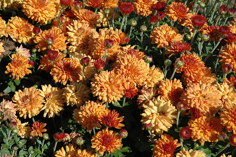 Chrysanthemum-Igloo Warm 3C