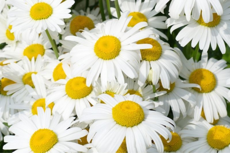 Leucanthemum-Snow Lady 1C