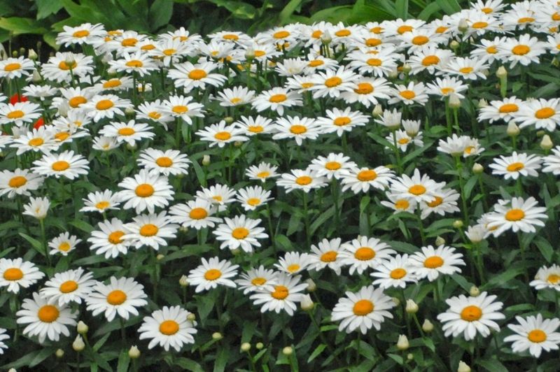 Leucanthemum-Snowcap 1C