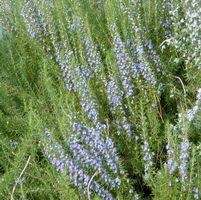 Rosemary-Tuscan Blue Pyramid 2C