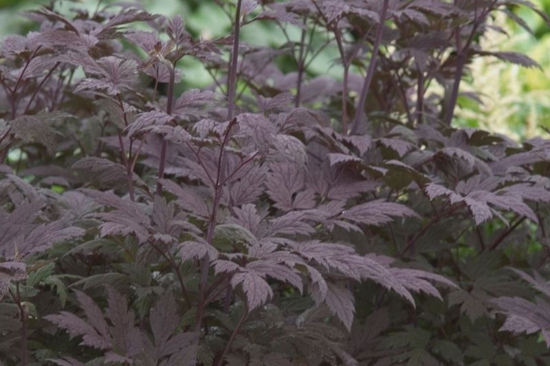 Cimicifuga-Hillside Black Beauty 1C