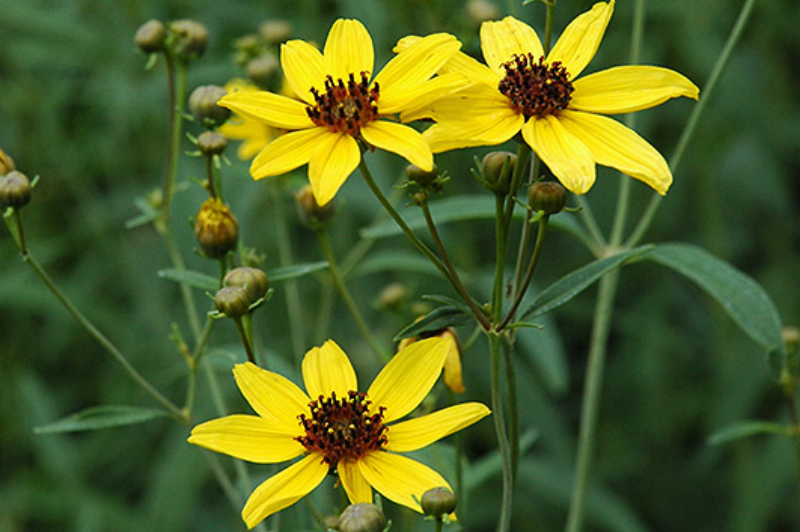 Coreopsis-Tripteris 1C