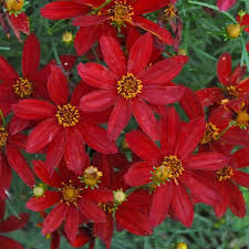 Coreopsis-Hot Paprika 1C