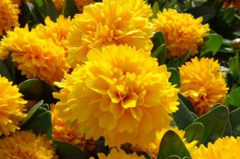 Coreopsis-Solanna Golden Sphere 1C