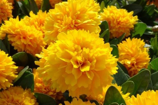 Coreopsis-Solanna Golden Sphere 1C