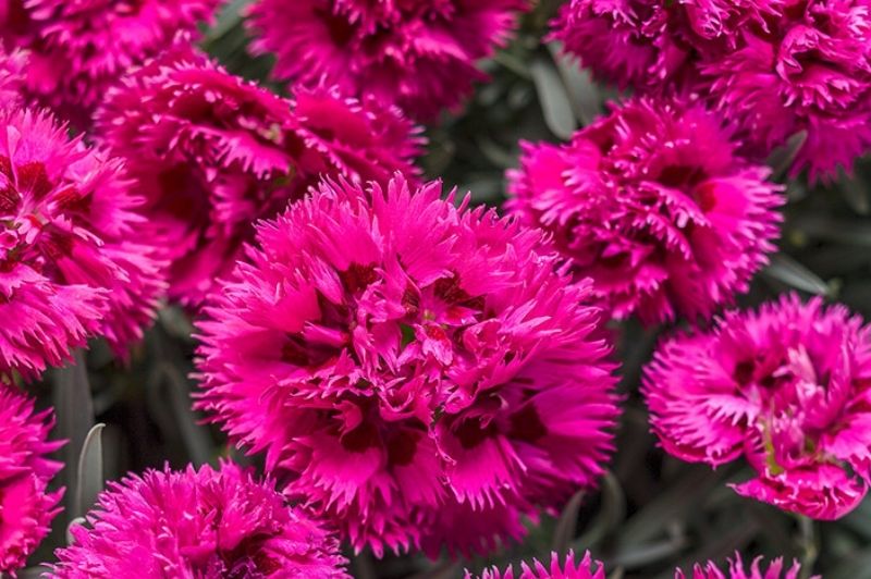 Dianthus-Spiked Punch 1C