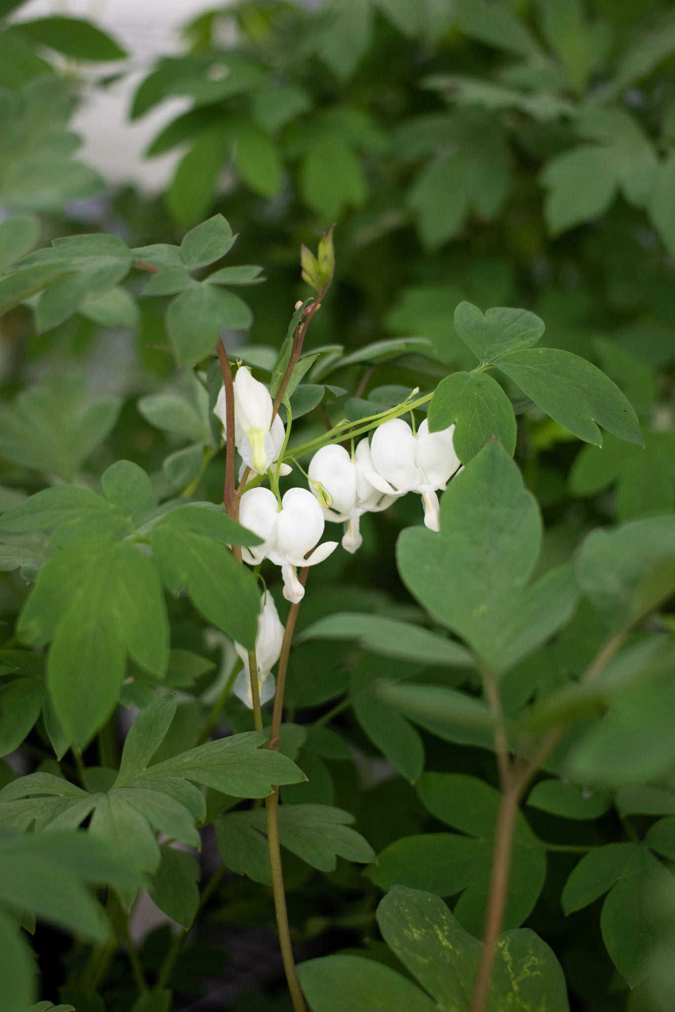 Dicentra-Alba 1C