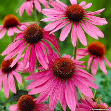 Echinacea-Magnus 1C