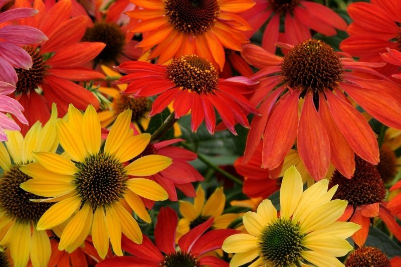 Echinacea-Cheyenne Spirit 1C