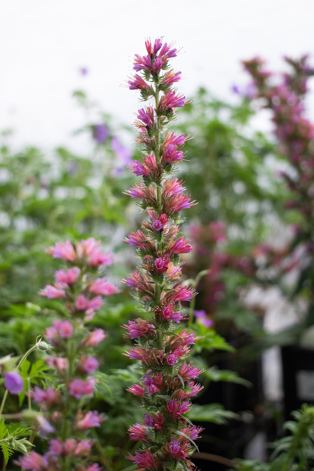 Echium-Red Feathers 1C
