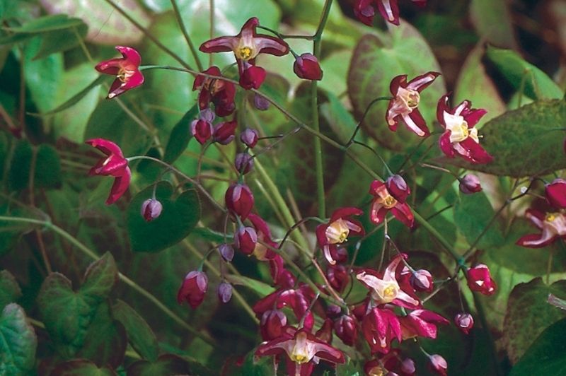 Epimedium-Rubrum 1C