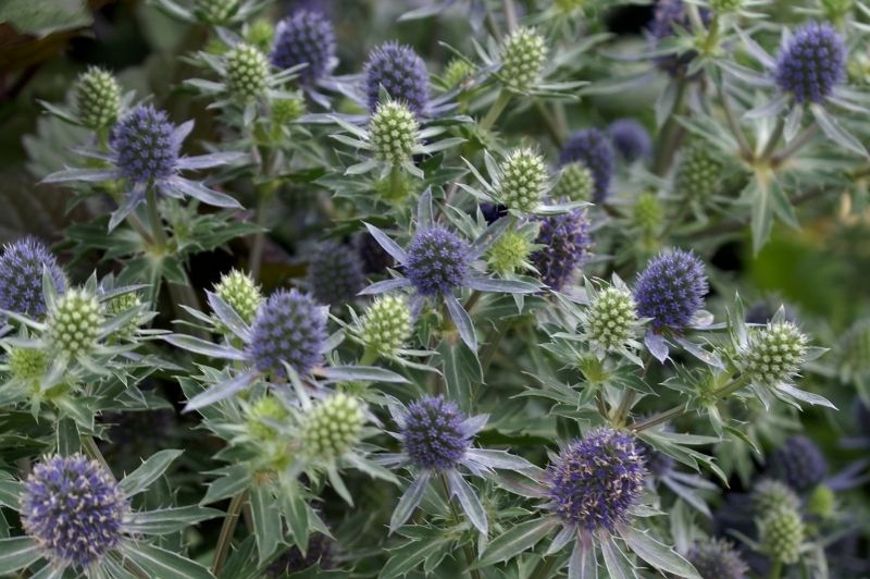 Eryngium-Blue Hobbit 1C
