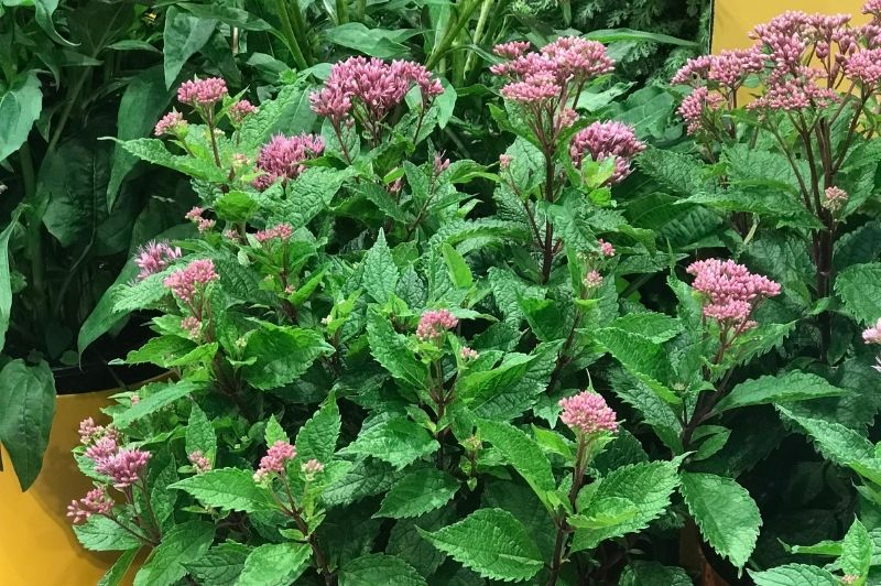 Eupatorium-Euphoria Ruby 1C