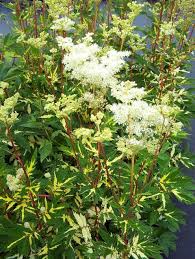 Filipendula-Variegata 1C