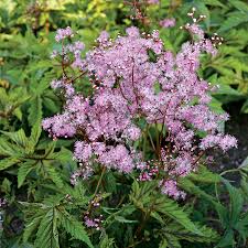 Filipendula-Red Umbrellas 1C