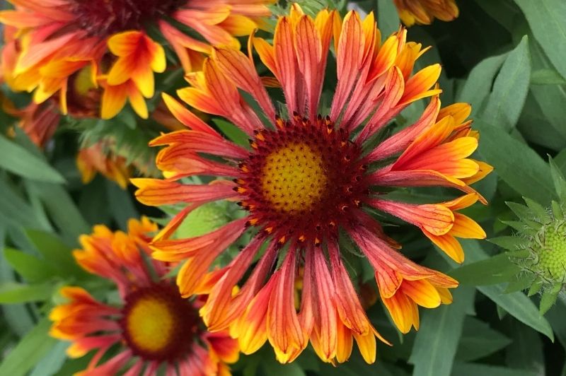Gaillardia-Copper Sun 1C