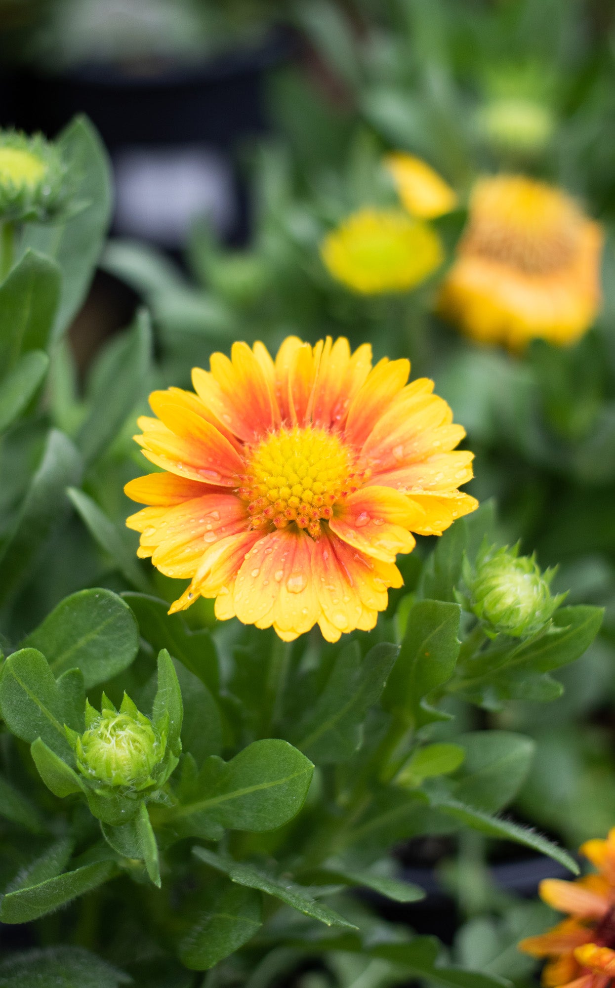 Gaillardia-Arizona Apricot 1C