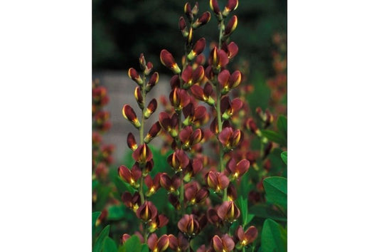 Baptisia-Twilite Prairieblues 1C
