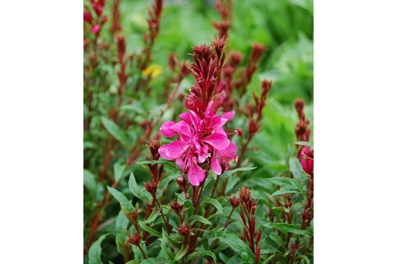 Gaura-Gaudi Red 1C
