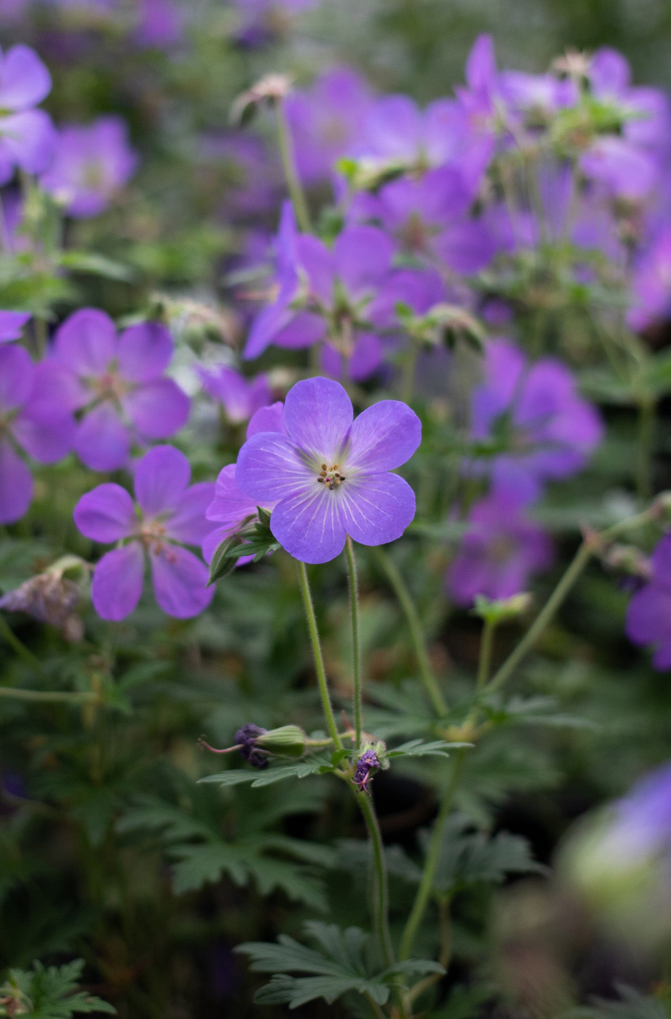 Geranium-Johnson's Blue 1C