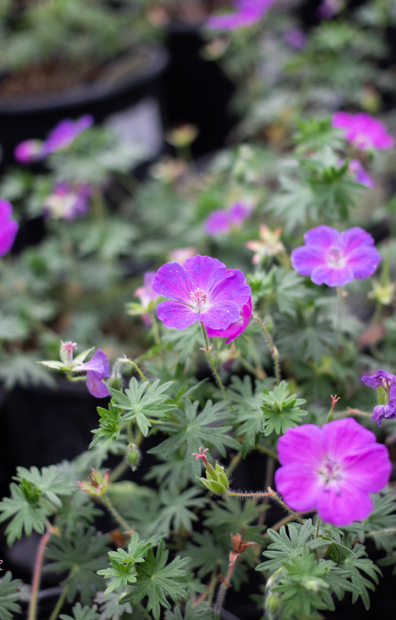 Geranium-New Hampshire Purple 1C