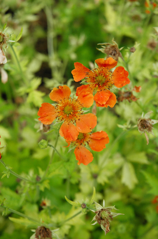 Geum-Sunkissed Lime 1C