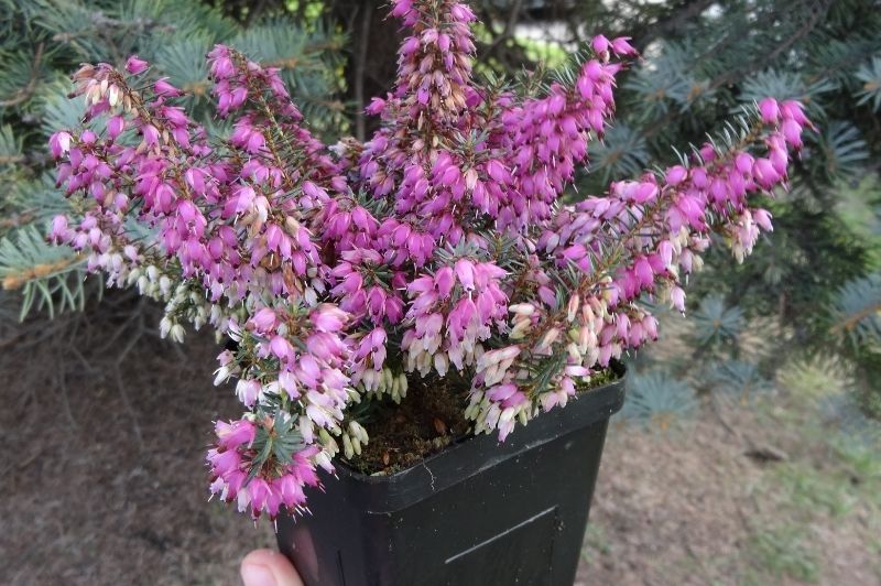 Heather-Calluna Vulgaris 1C