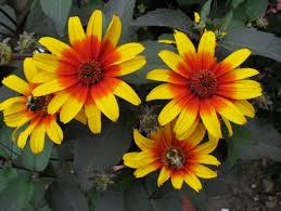 Heliopsis-Burning Hearts 1C
