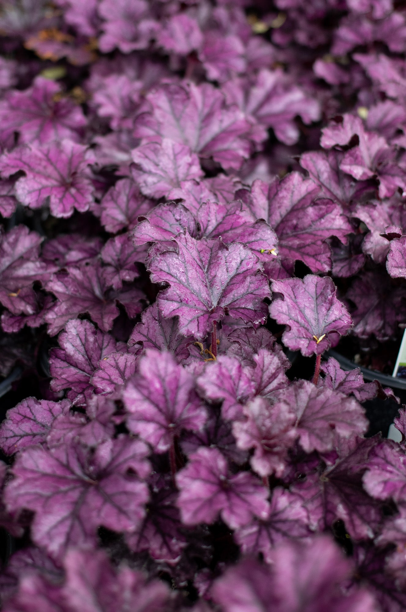 Heuchera-Forever Purple 1C