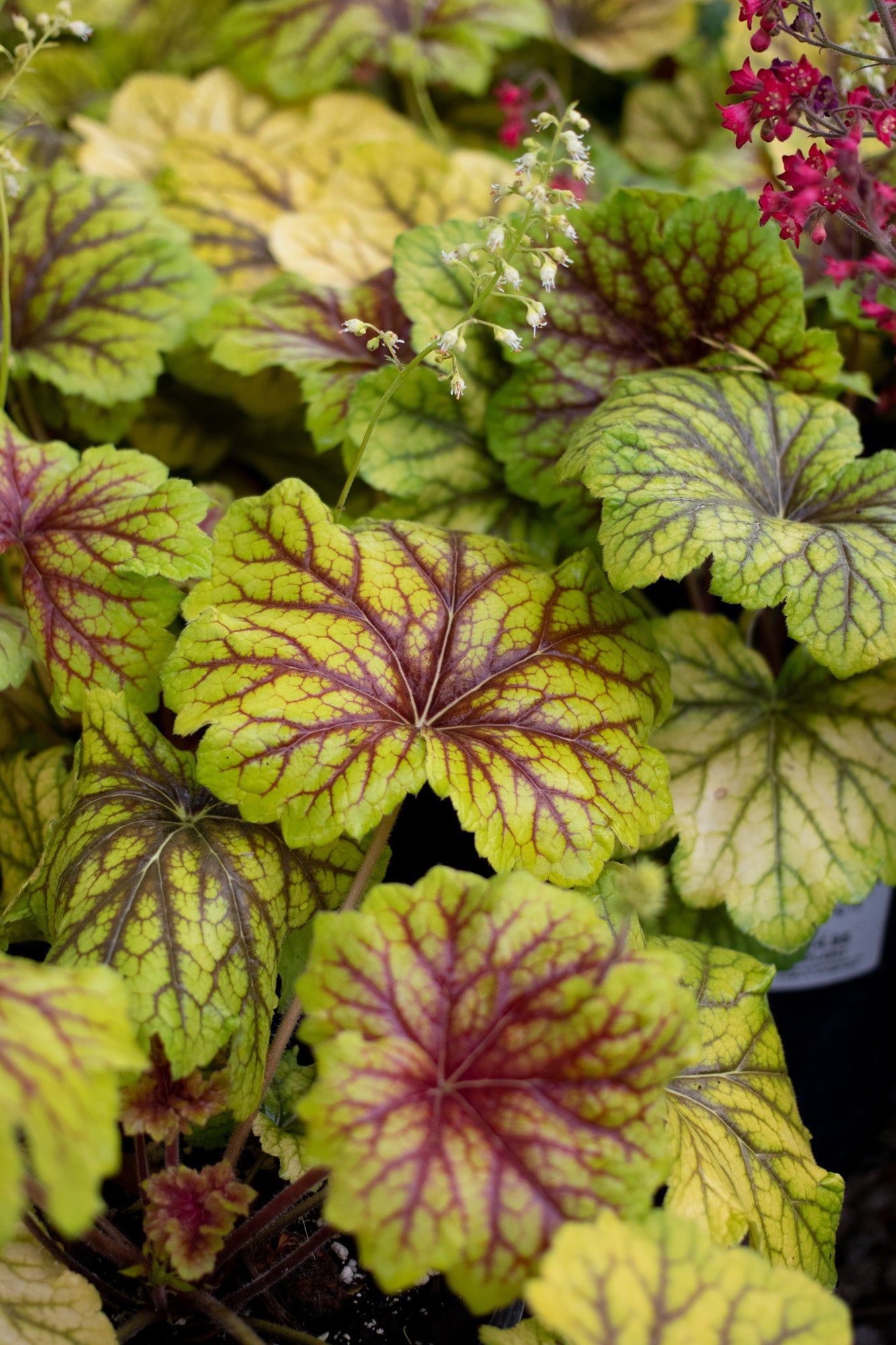 Heuchera-Red Lightning 1C
