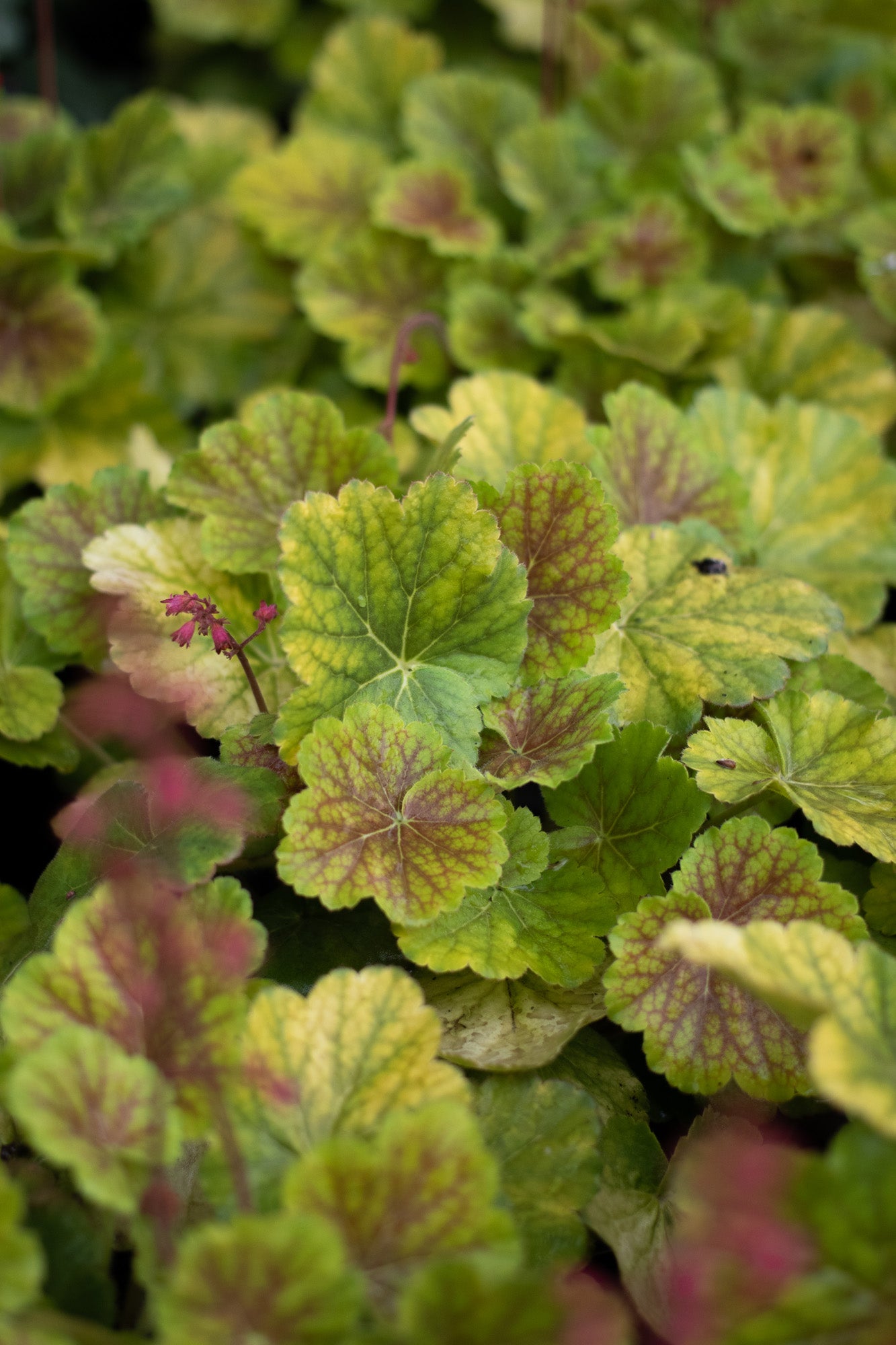 Heuchera-Northern Exposure Sienna 1C