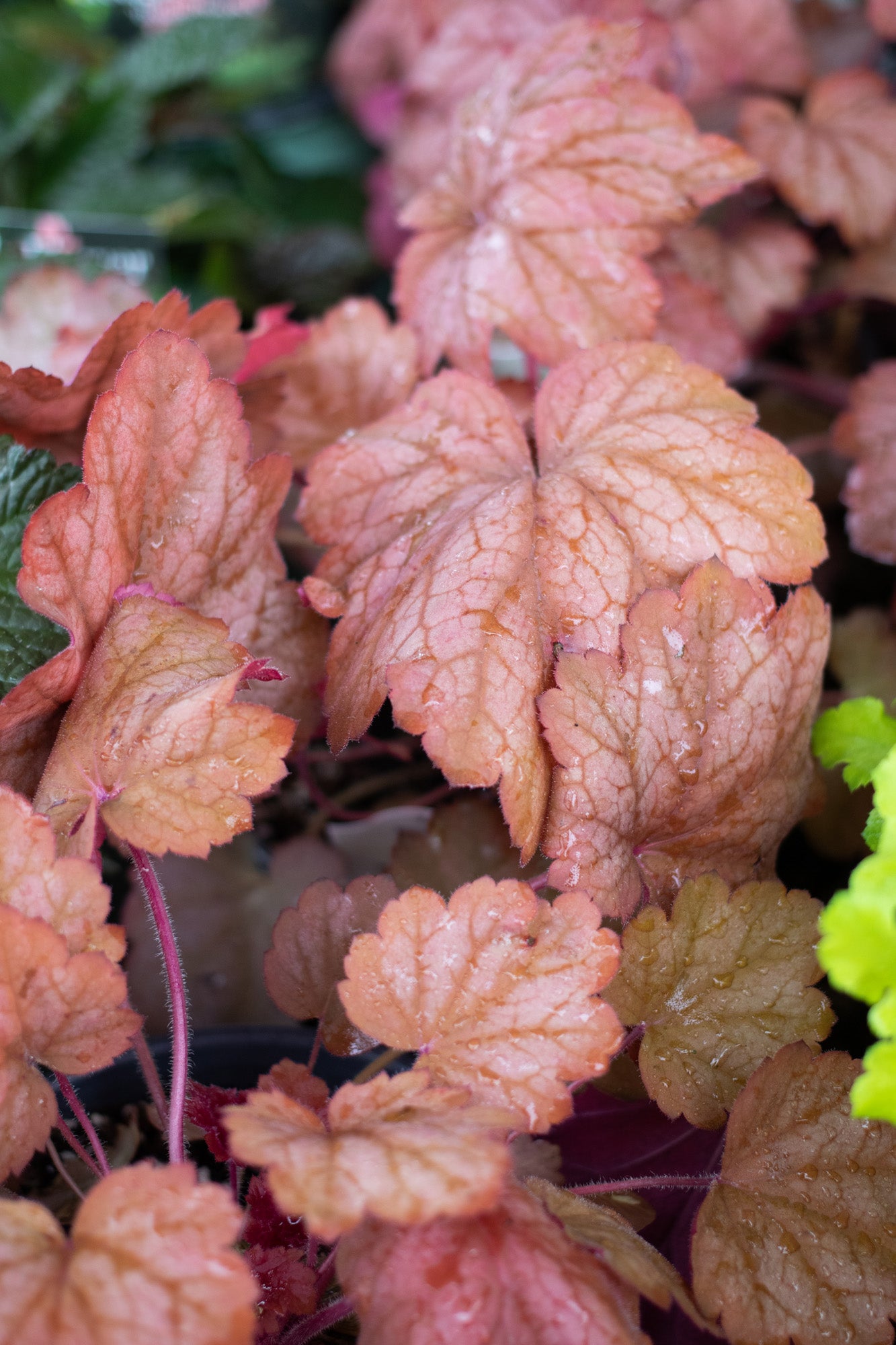 Heuchera-Georgia Peach 1C