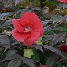 Hibiscus-Midnight Marvel 2C
