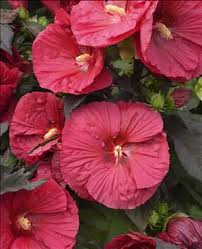 Hibiscus-Mars Madness 2C