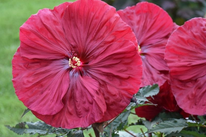 Hibiscus-Blackberry Merlot 2C