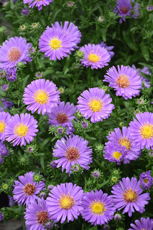 Aster-Kickin Lilac Blue 1C