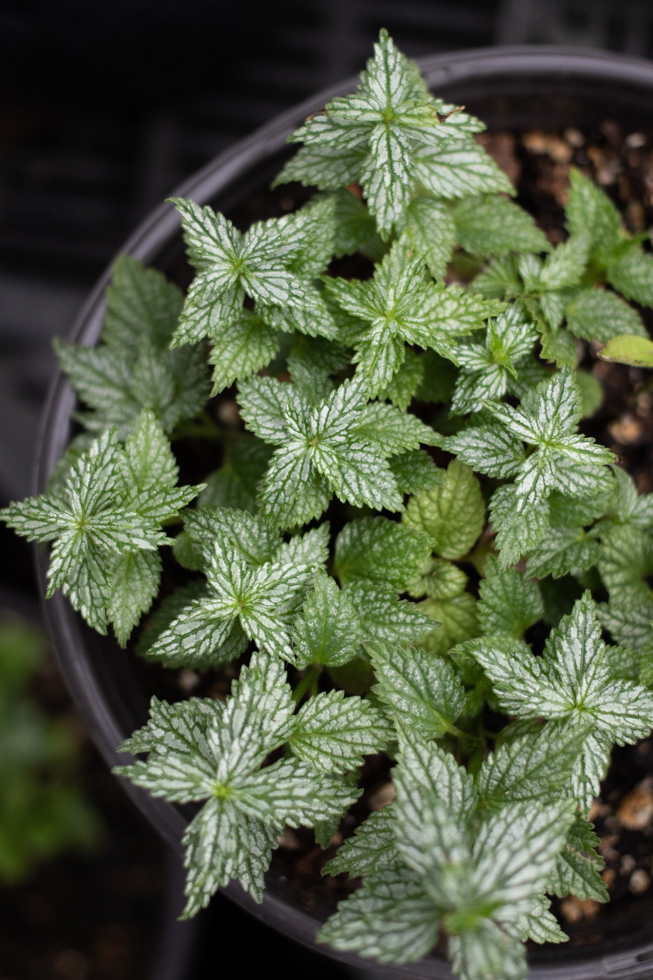 Lamiastrum-Hermans Pride 1C