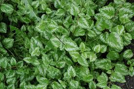 Lamiastrum-Variegatum 1C