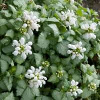 Lamium-White Nancy 1C