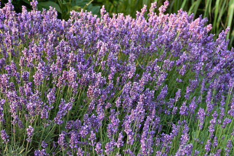 Lavandula-Hidcote Blue 1C