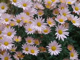 Chrysanthemum-Apricot Korean 1C